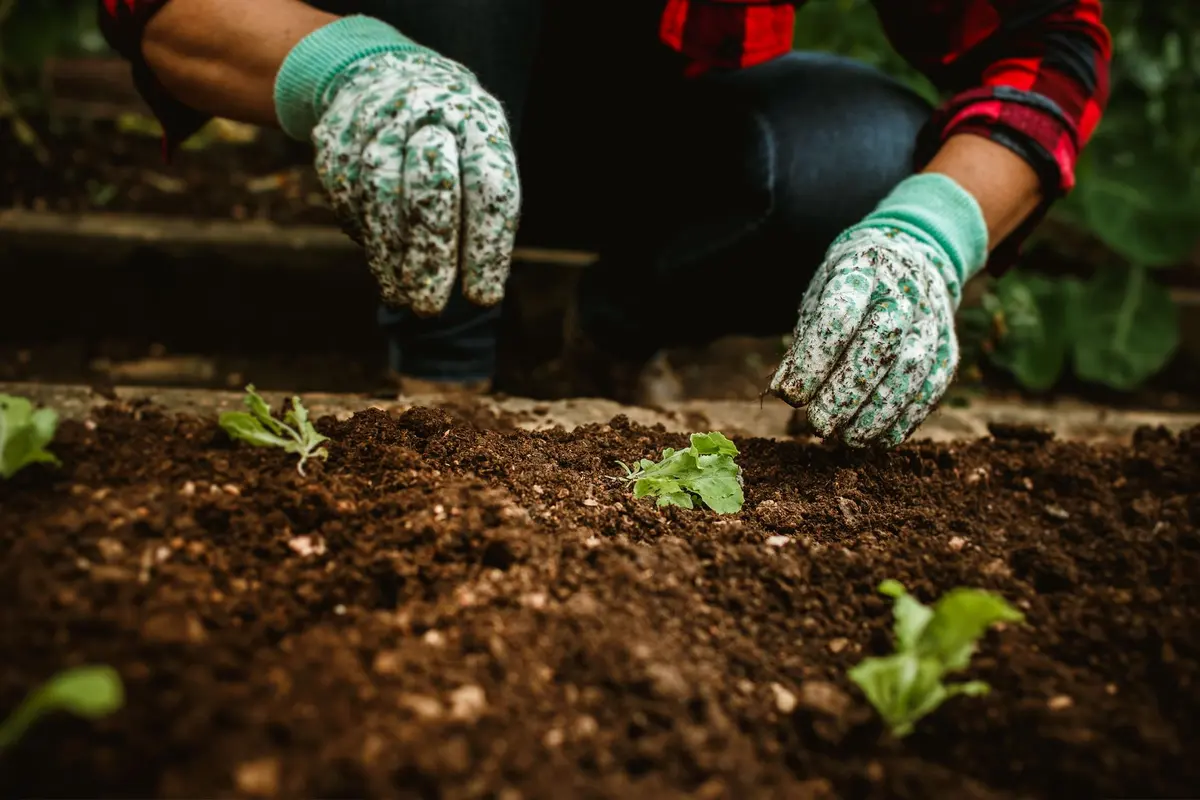 Gardener planting seedlings in a garden bed in Bakersfield, CA