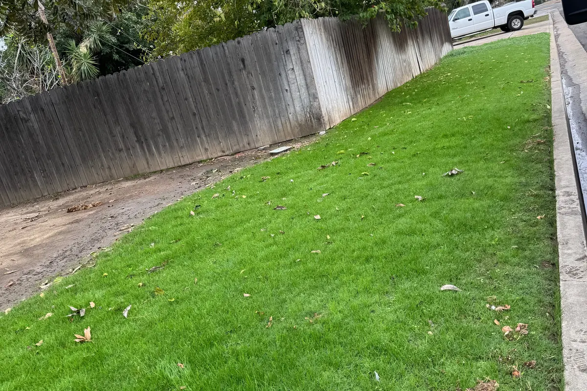 Sod installation in Bakersfield, CA: fresh green lawn along a fence line