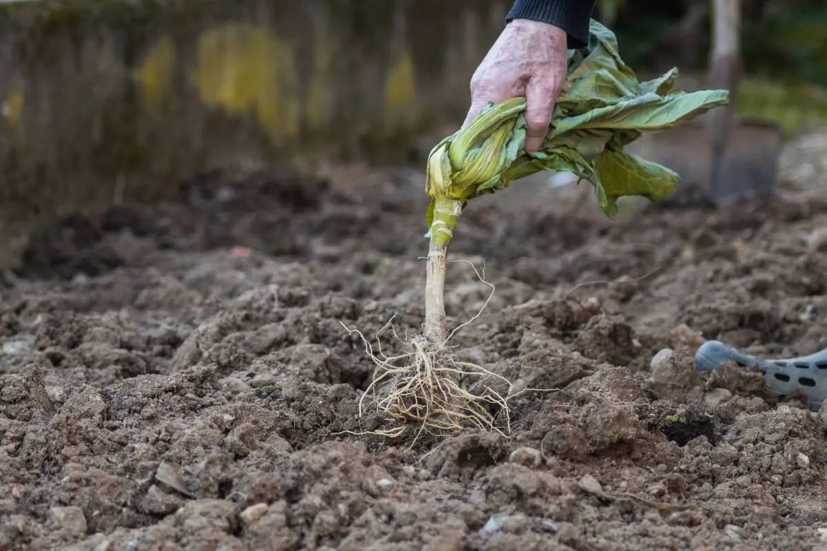 Weed control in Bakersfield, CA: a weed pulled out of the soil with its roots
